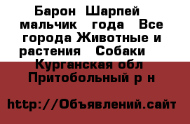 Барон (Шарпей), мальчик 3 года - Все города Животные и растения » Собаки   . Курганская обл.,Притобольный р-н
